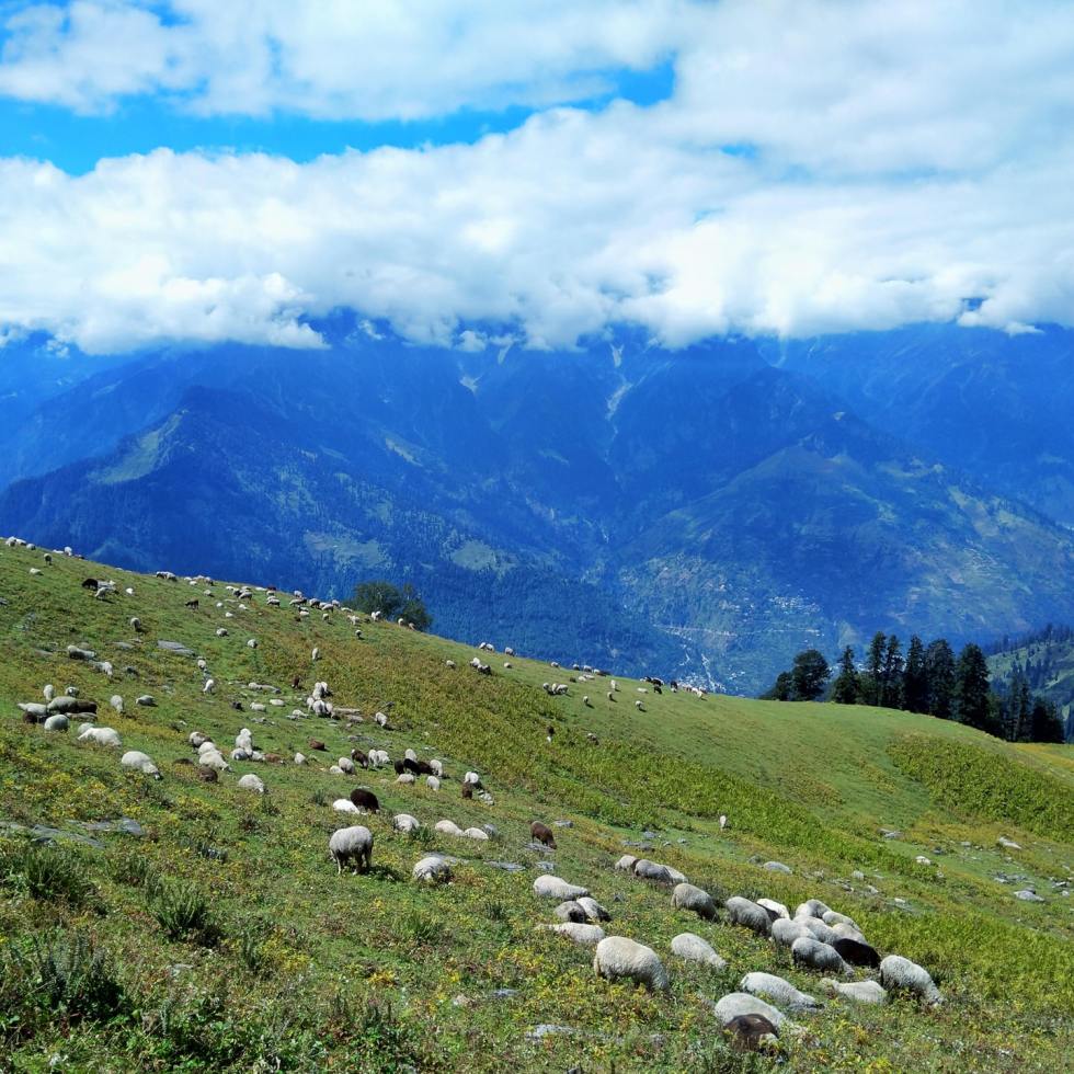 Herd Of Sheep Moving Through Himalayan Valleys