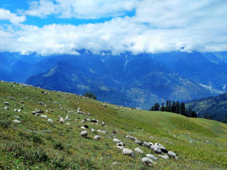 Herd Of Sheep Moving Through Himalayan Valleys