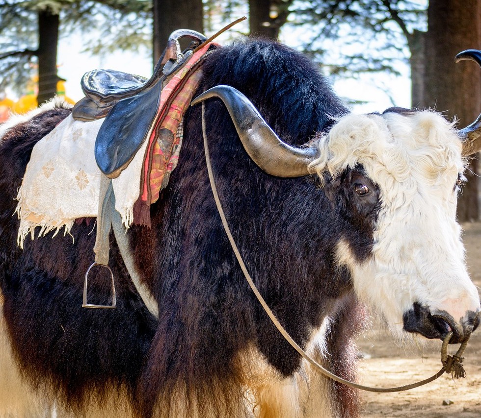 Kullu Manali Himalayas Yak Cattle Horns