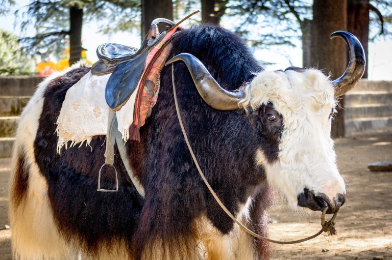 Kullu Manali Himalayas Yak Cattle Horns