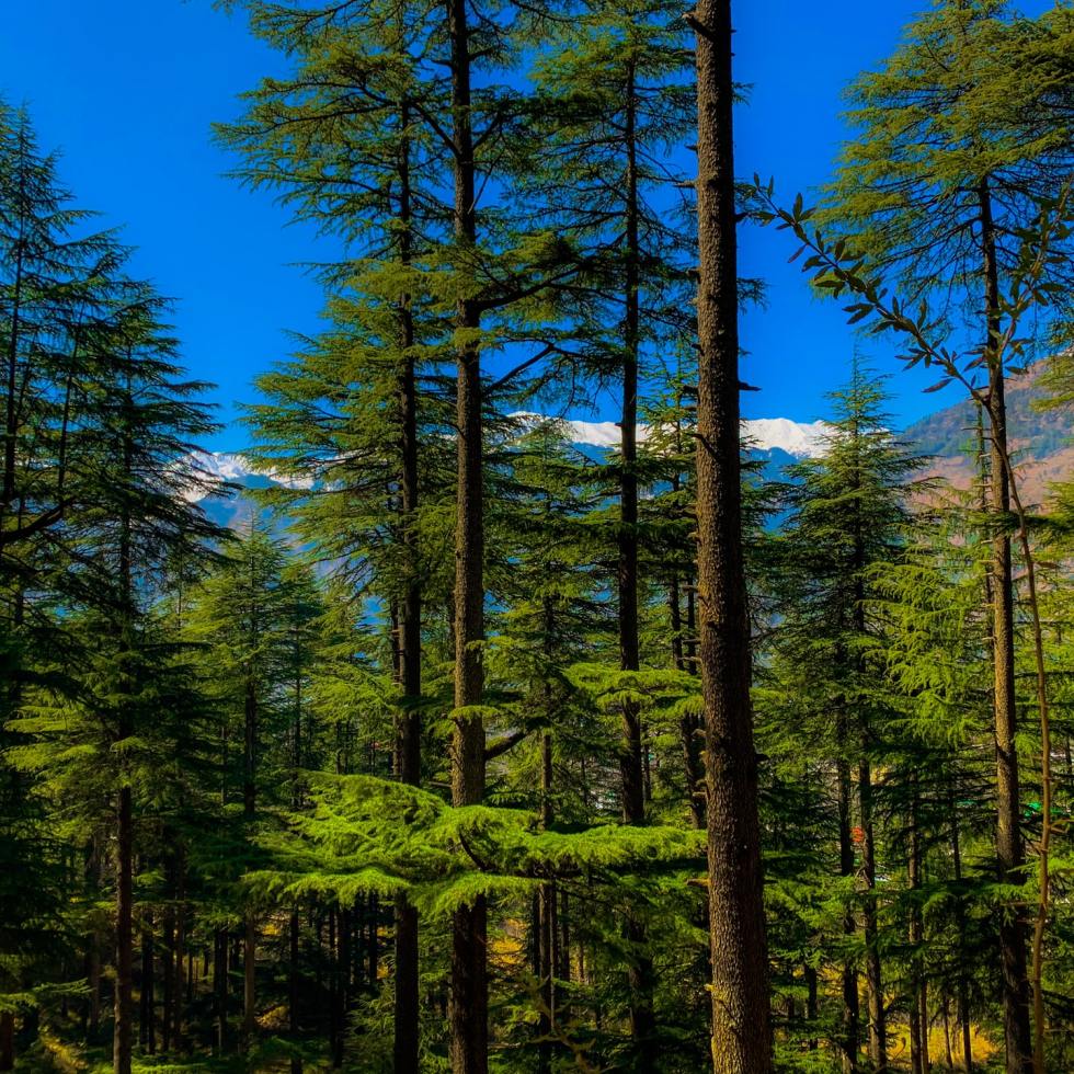 Lost in Wander Manali Himachal Pradesh India