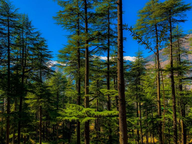 Lost in Wander Manali Himachal Pradesh India