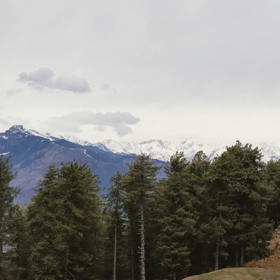 Manali Trees Beside The Mountain