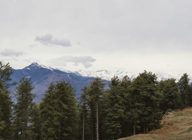 Manali Trees Beside The Mountain